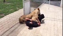 Lion Sees His Adoptive Father After 7 Years!!! - YouTube