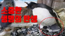 [자막뉴스] '국내 희귀' 남극 젠투펭귄, 새끼 첫 부화 / YTN