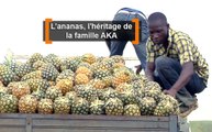 Côte d'Ivoire : L’ananas, l'héritage de la famille AKA