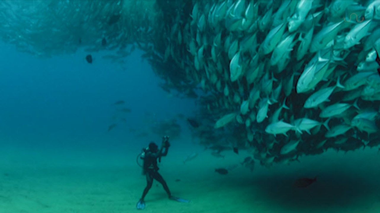 TUNA TORNADO - Huge Swarm of Jack Fish Dwarf Scuba Diver