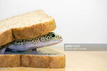 This person is eating lizard with bread