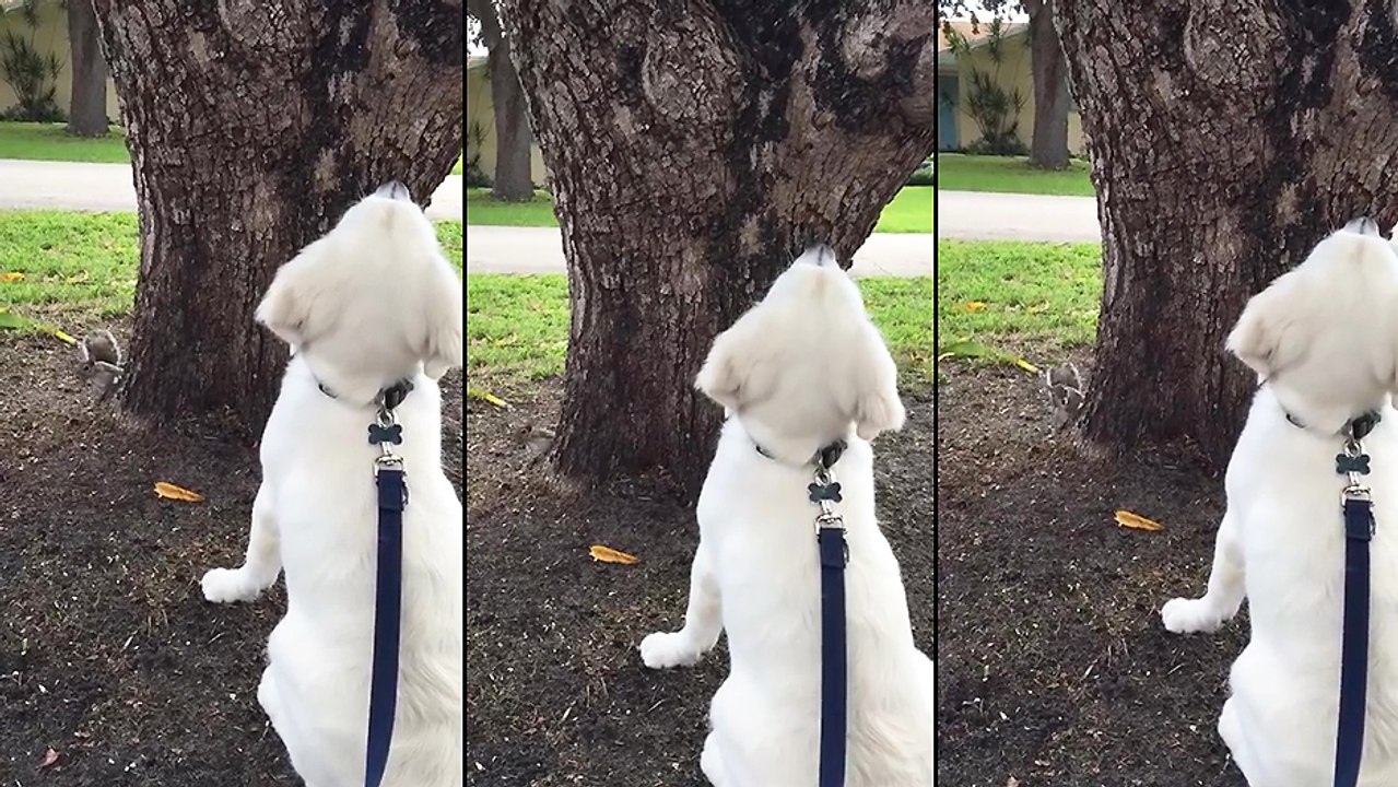 Un chien qui cherche un écureuil
