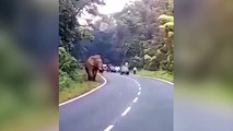 Elefante mata a un hombre que quiso fotografiarlo de cerca.- Imágenes que pueden herir su sensibilidad