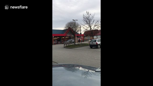 Zebras escaped from circus gallop run around Budapest