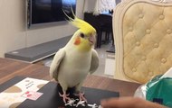 Adorable tap dancing cockatiel shows off his moves on box