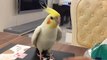 Adorable tap dancing cockatiel shows off his moves on box
