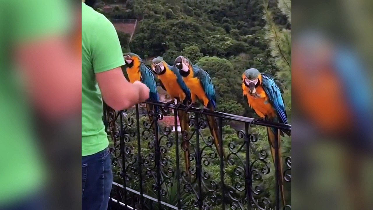 Des perroquets sauvages réclament à manger !