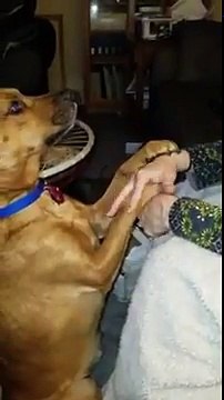 Agile ce chien joue au jeu des mains / pattes avec sa maîtresse