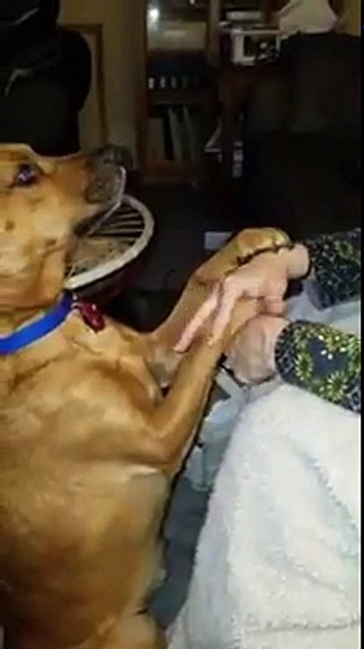 Agile ce chien joue au jeu des mains / pattes avec sa maîtresse