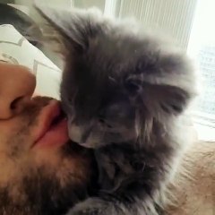 Meilleur réveil du monde : ce chaton lui grimpe sur le visage et le léchouille !