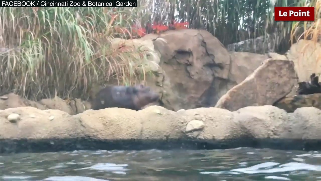 Fiona, le bébé hippopotame