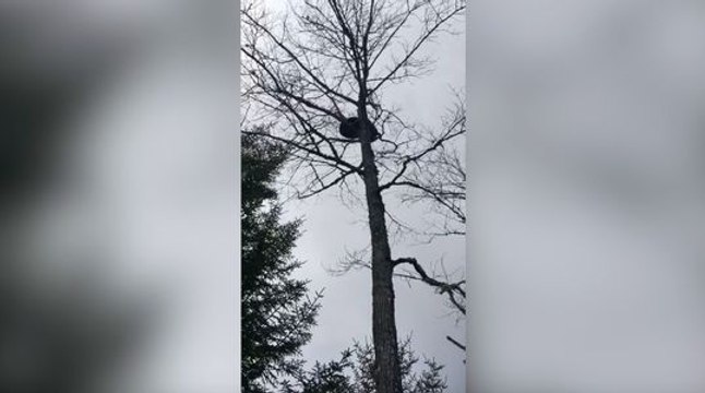 Cet ours a une drôle de façon de se défendre !