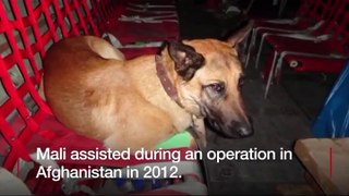 Hero dog Mali receives highest award for gallantry-BBC News