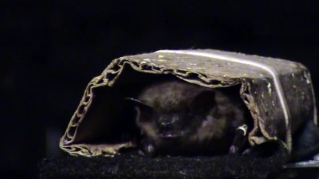 Grabaciones neuronales explican el sonar del murciélago