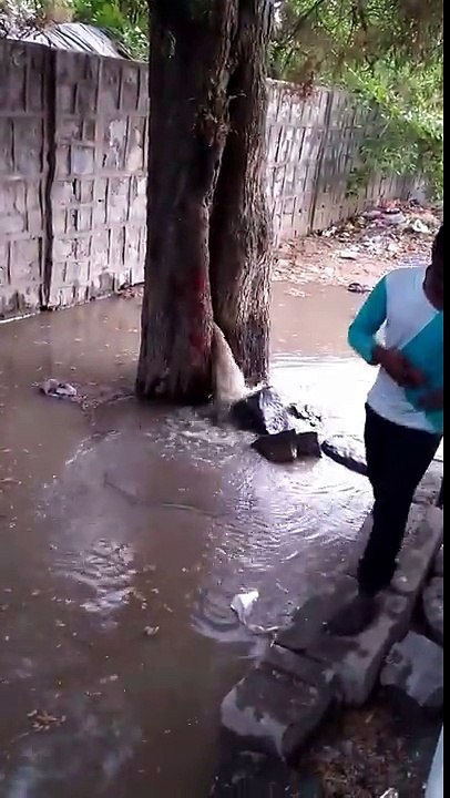 Water over flow under the tree
