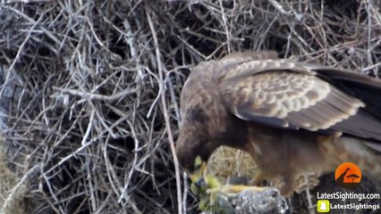 Hawk Tears Head off Baby Bird - Latest Sightings Pty Ltd