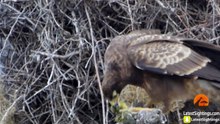 Hawk Tears Head off Baby Bird - Latest Sightings Pty Ltd