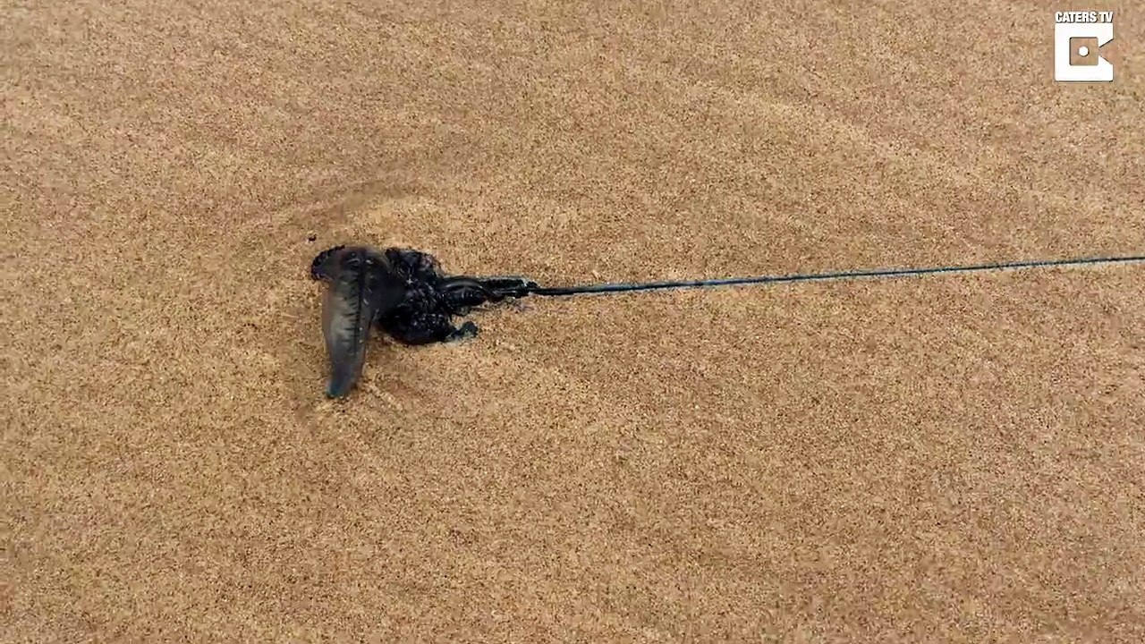 Jellyfish with huge tentacles discovered on beach