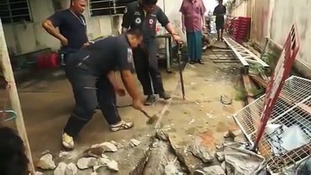 Un python retrouvé dans la cour d’une maison régurgite un lézard trop gros pour lui en Thaïlande