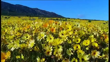 Facebook turns to AI to help prevent suicides