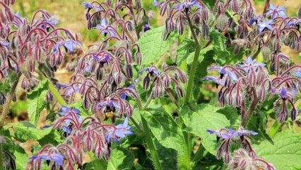 Le monde en face - Le champ des possibles - extrait 3