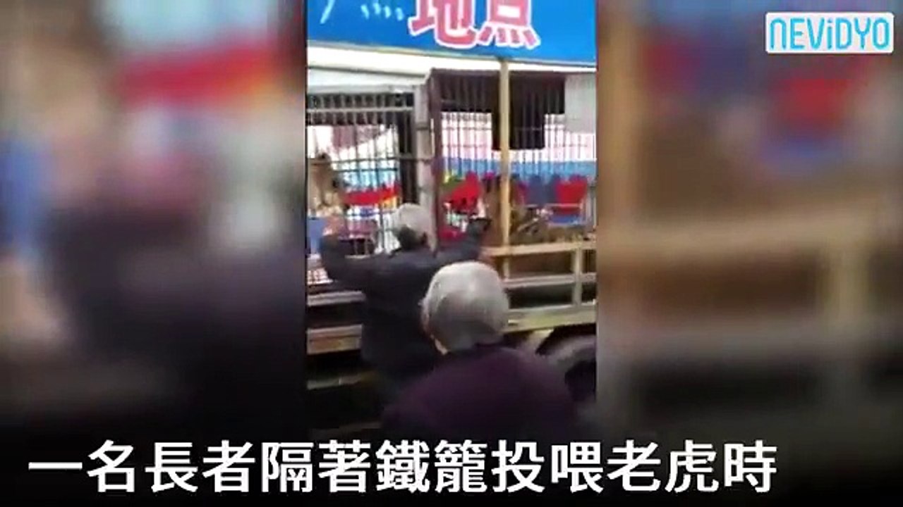Eliyle beslemek istediği kaplan elini kaptı!