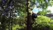 Real-life Tarzan swings, flips, and traverses from trees with seamless fluidity in incredible ‘rural parkour’ display