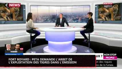 Fort Boyard : PETA demande l'arrêt de l'exploitation des tigres dans l'émission (vidéo)