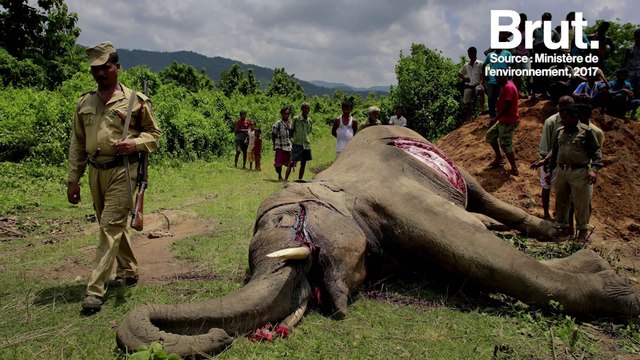 En Inde, le conflit entre l'Homme et les éléphants