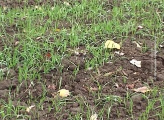 Pšenica u odličnom stanju, 28. novembar 2017 (RTV Bor)