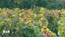 Vie de Chateau - Château Sigognac en AOC Médoc