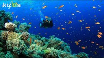 Scuba Diving Panjim Goa