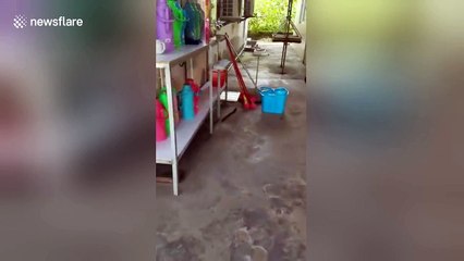 Baby shrews follow mum to avoid getting lost