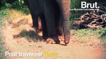 En Inde, le conflit Homme-éléphants est préoccupant