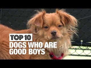 Top 10 Dogs Who Are Good Boys
