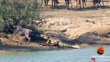 Hippos Come to Rescue Wildebeest from Crocodile