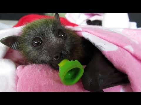 Sanctuary Keeps Rescued Baby Bats Cuddled Up in One Big Blanket