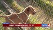 Oklahoma Woman Finds Tortured Puppy on Her Doorstep