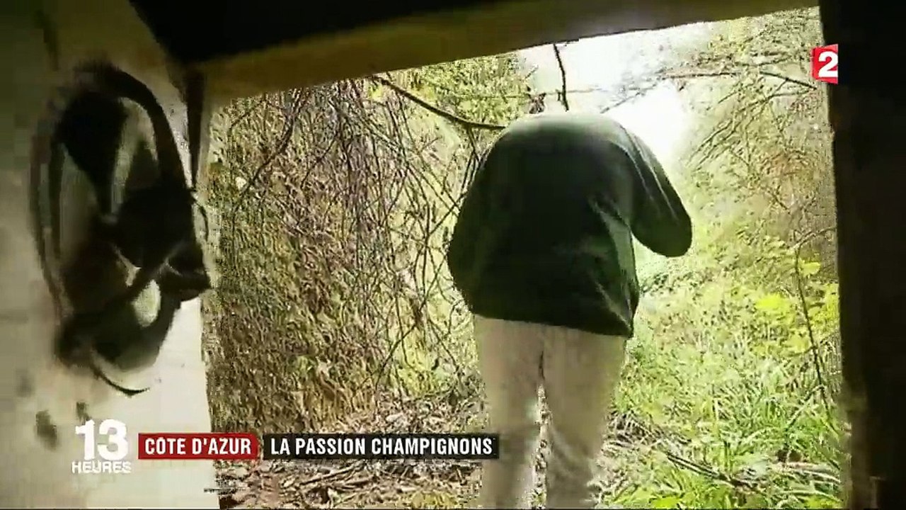 Côte d'Azur : la passion champignons