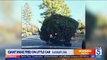 Police Stop Driver With Massive Tree On Top of Minivan