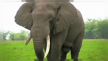 Elephant poaching falls in Eastern Africa
