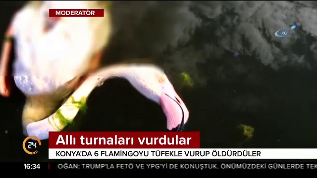 Allı turnaları vurdular