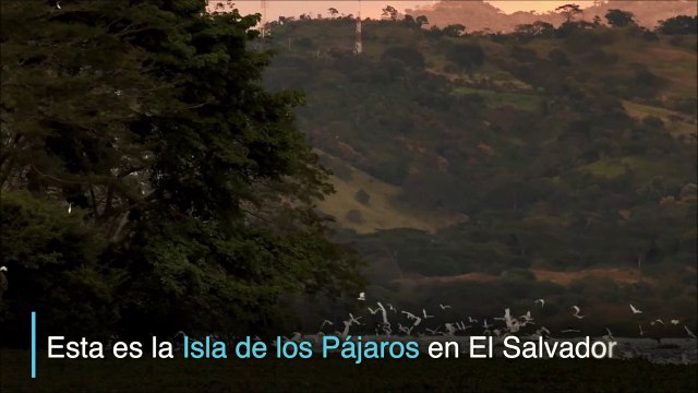 La isla de los Pájaros, hogar de aves migrantes en El Salvador