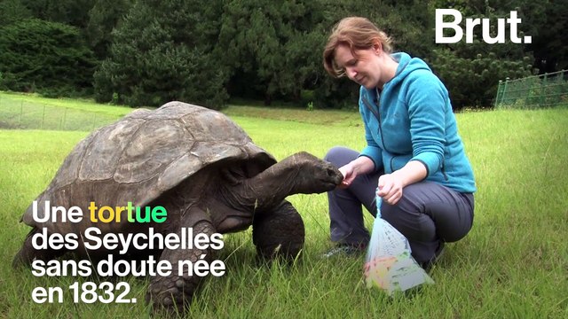 Voici Jonathan, sans doute le plus vieil animal terrestre en vie