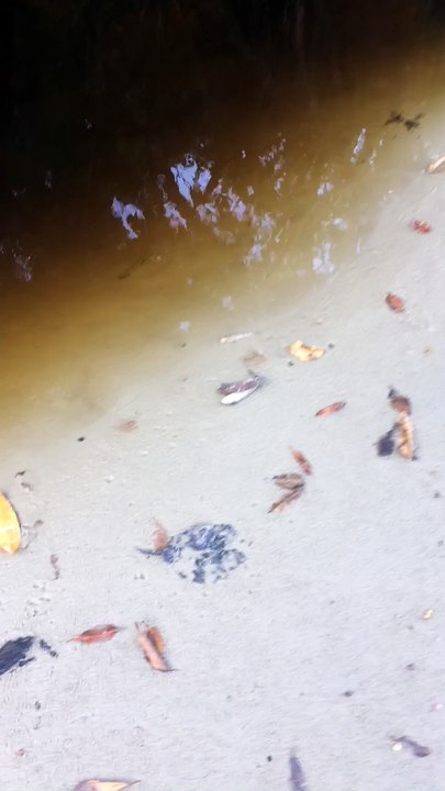 What the Croc?