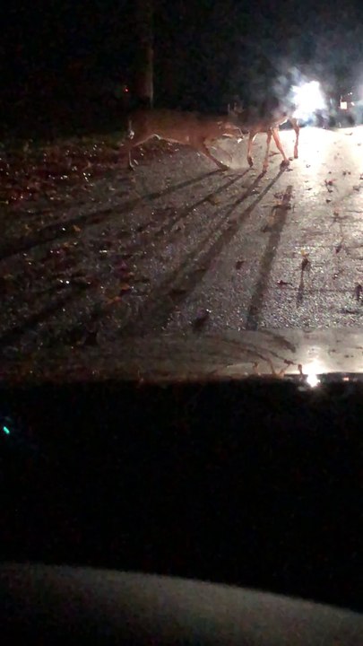 Bucks Brawling in the Road