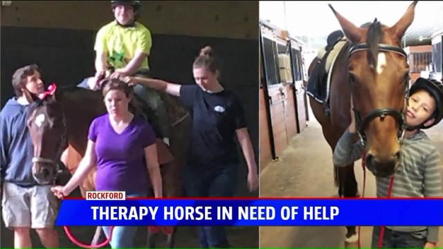 Caretakers Asking for Help After Emergency Surgery Saves Therapy Horse