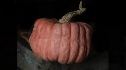 Xavier Mathias aime ses courges - 4