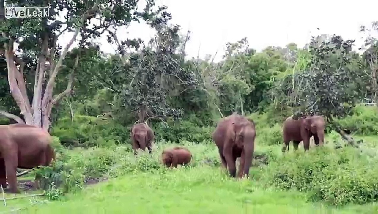 elephant in bhandipur forest in india