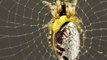 Zombie Spiders : ces larves de guêpes qui dévorent les araignées de l'interieur